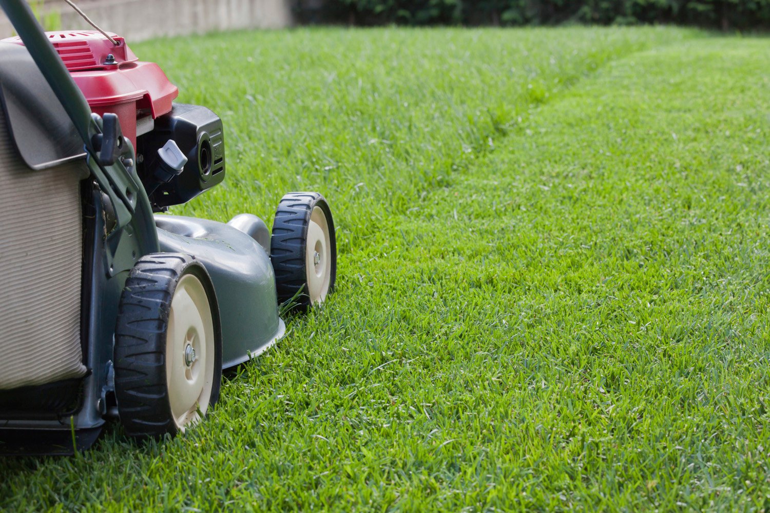 super bowl groundskeepers share lawn care tips - american