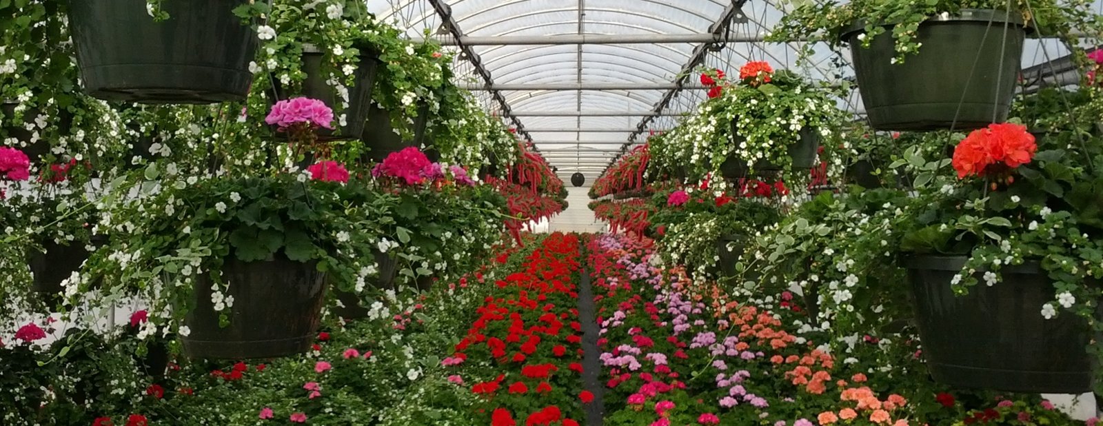 urban growers greenhouse – your #1 source for quality annuals