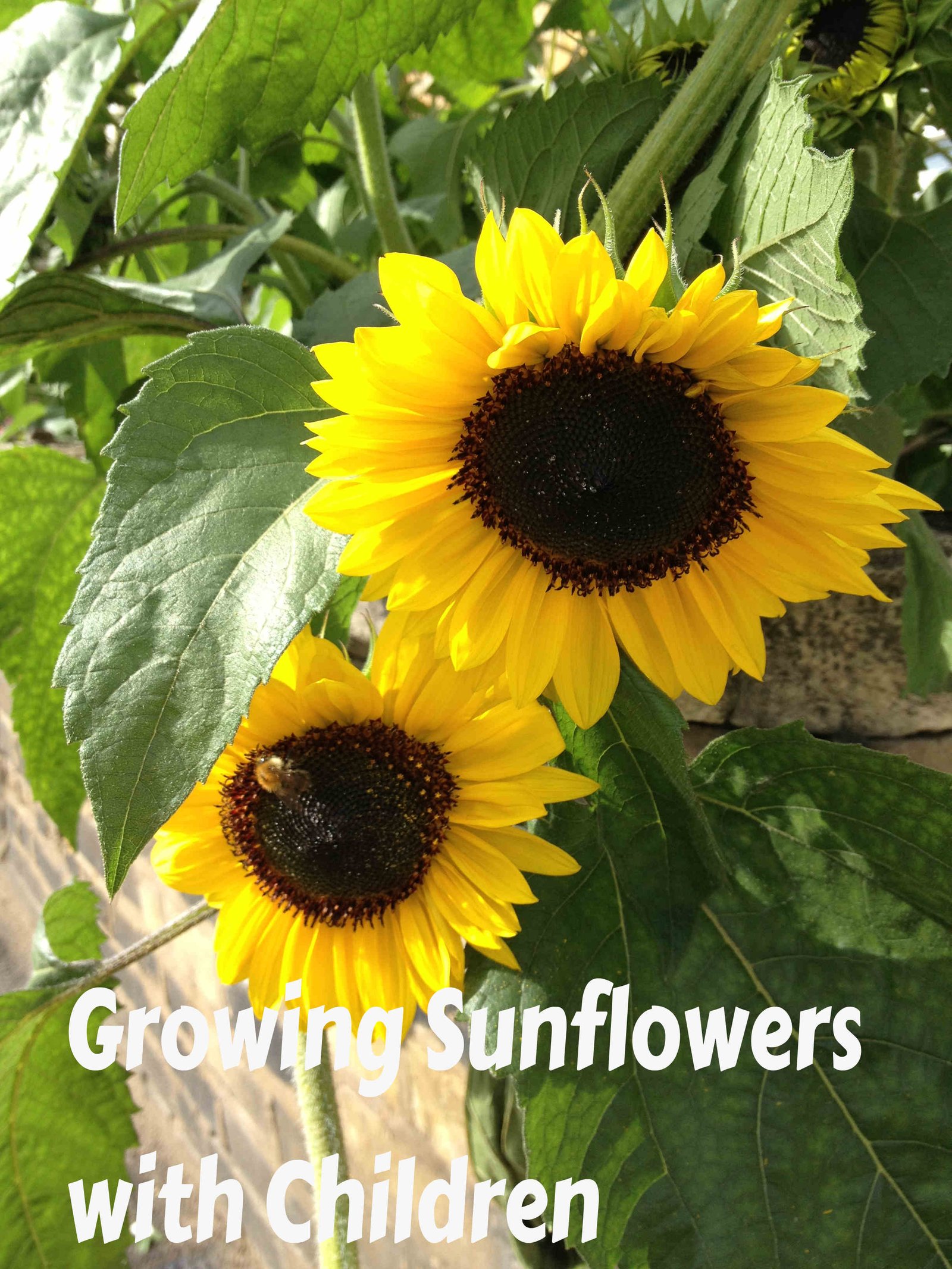 how to grow your own sunflowers with your kids | kidsinthegarden