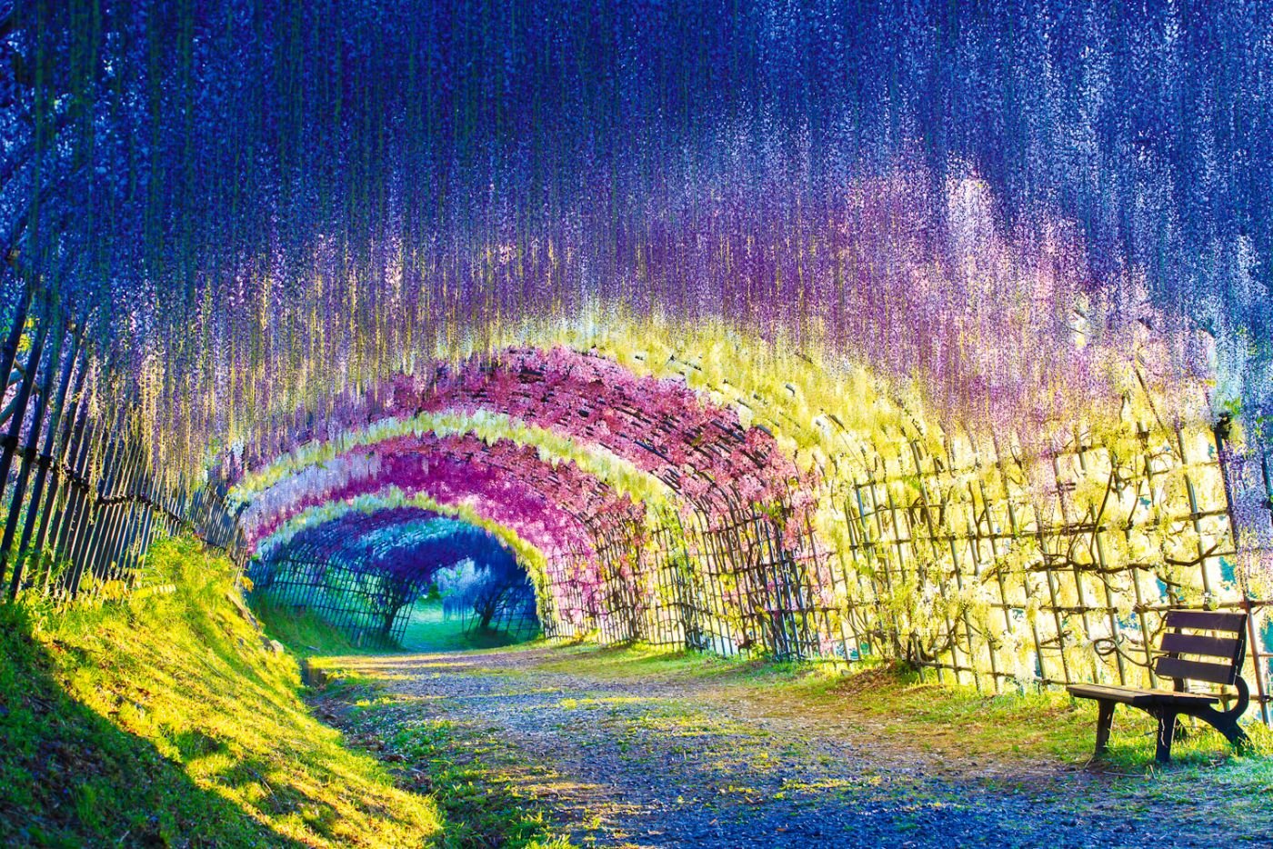a colorful walk: wisteria tunnel at kawachi fuji gardens, japan