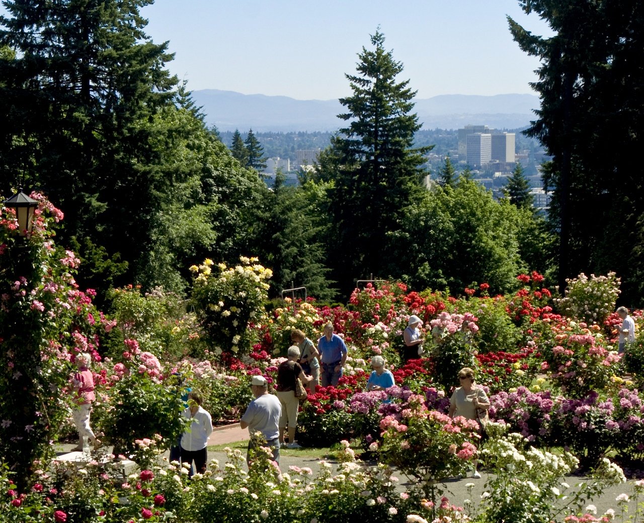 portland rose garden - travel portland - travel portland
