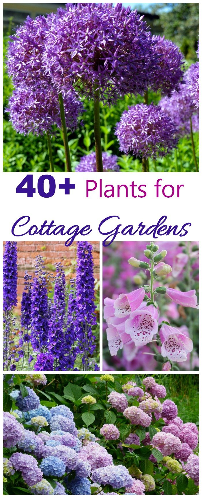 cottage garden plants - perennials annuals & bulbs for cottage gardens