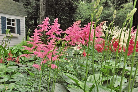 flowering shade plants | colorful plants for shade | curb appeal tips