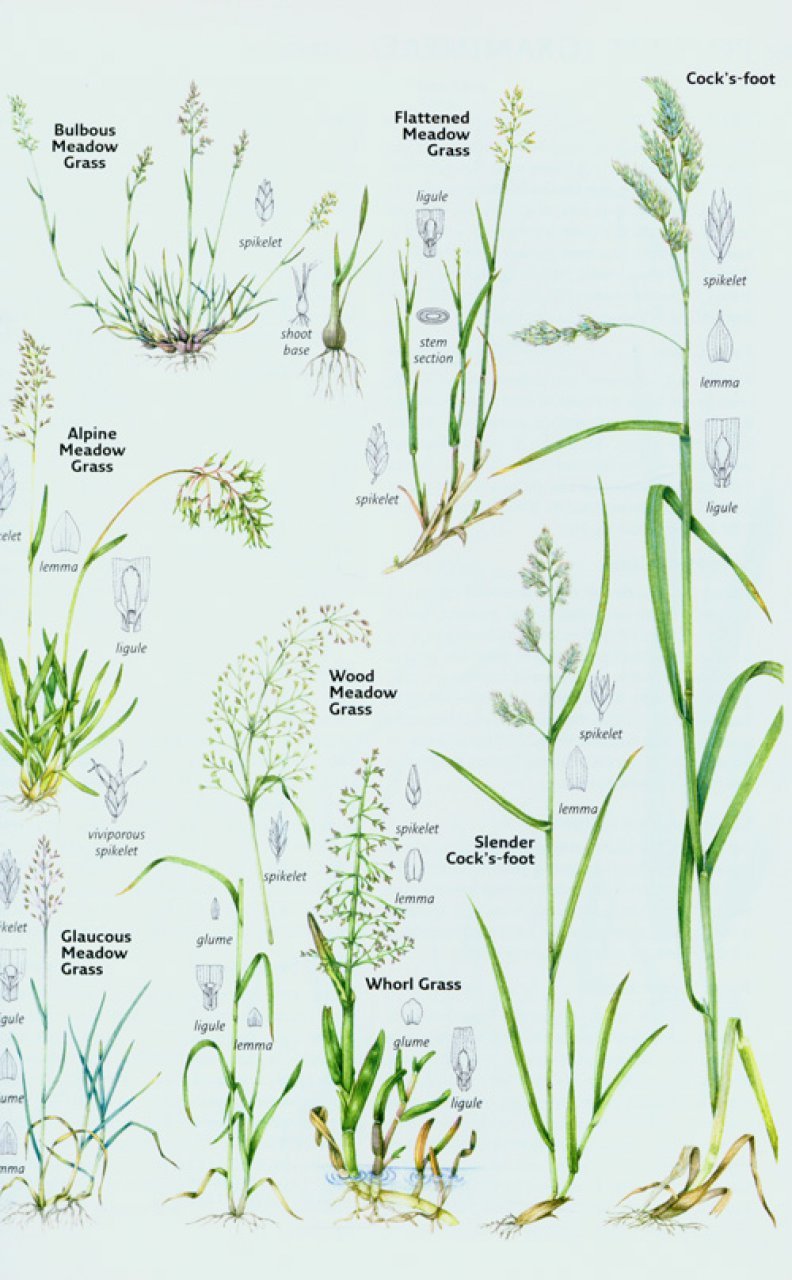 flower identification uk - garden design ideas