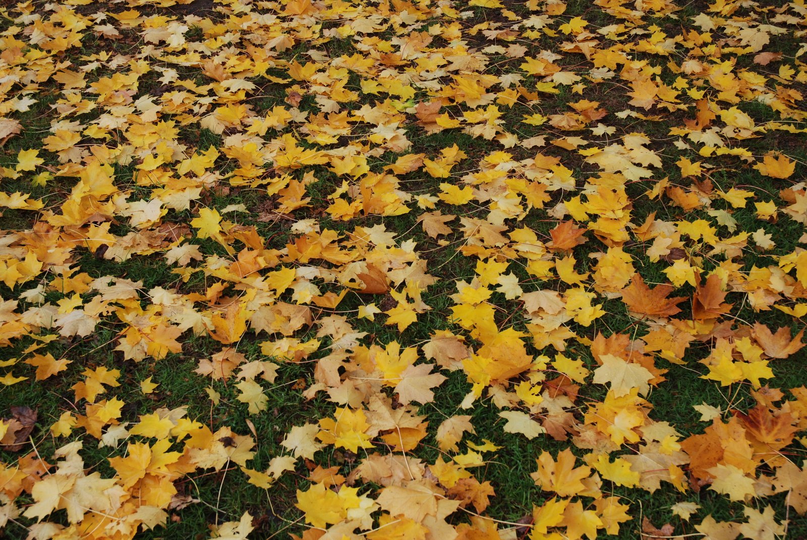 preparing your garden for winter: five things to do this month