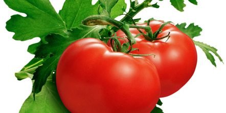 Hydroponic Tomato Growing – Hydro Herb Africa