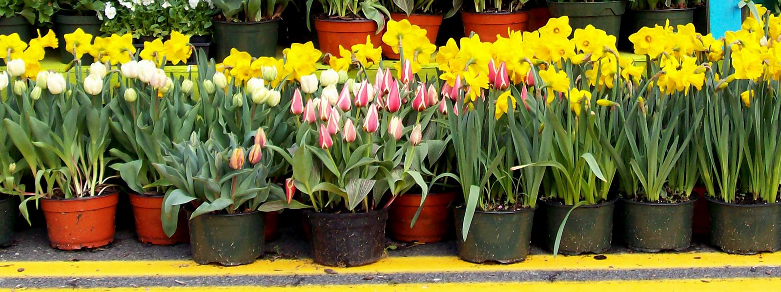 participate - leesburg flower & garden festival