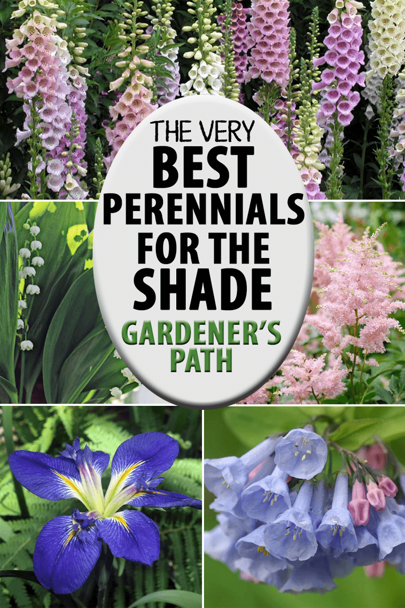 the best flowering perennials for the shade | gardener's path