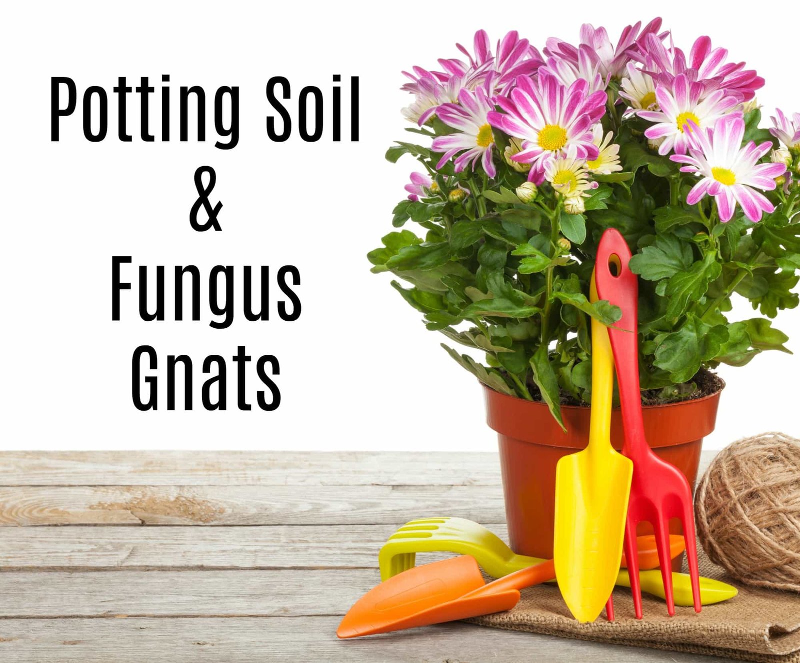 potting soil and fungus gnats infestation - get green be well