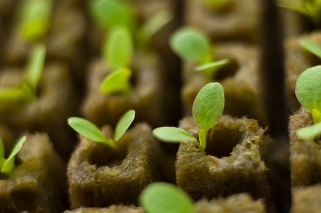 Starting A Hydroponic Garden From Seeds | Hydroponic Grow ...
