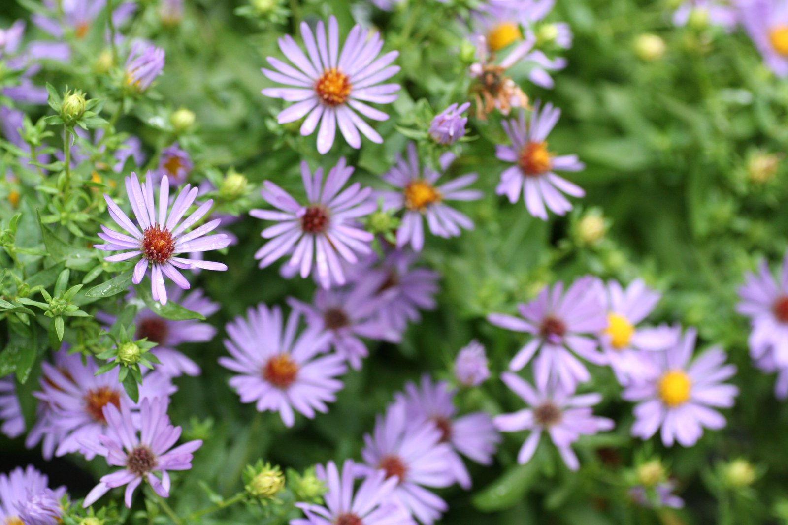 fafard flowers for honey bees