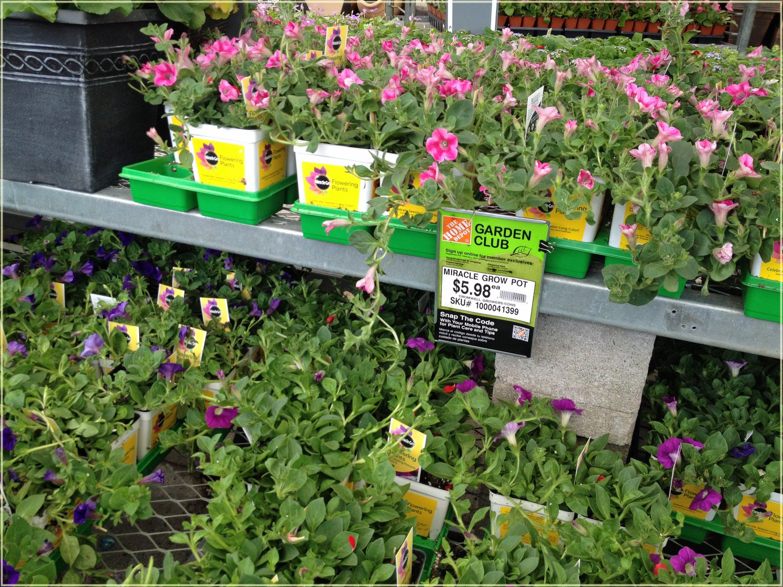 home depot spring flowers / motel 6 colorado springs