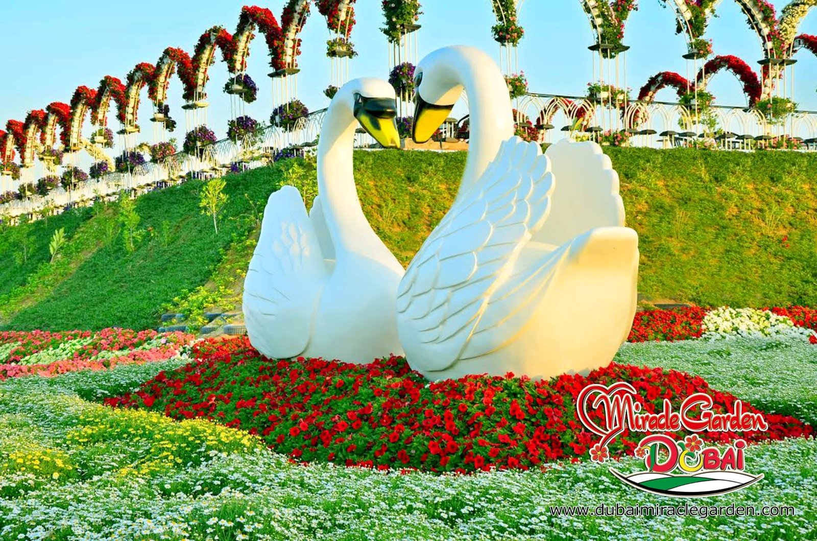 dubai miracle garden: the world's biggest natural flower garden with