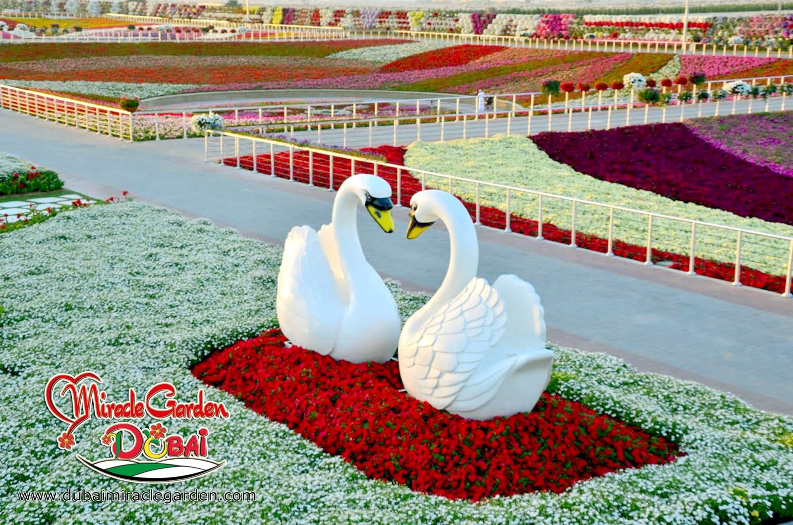 dubai miracle garden: the world's biggest natural flower garden with