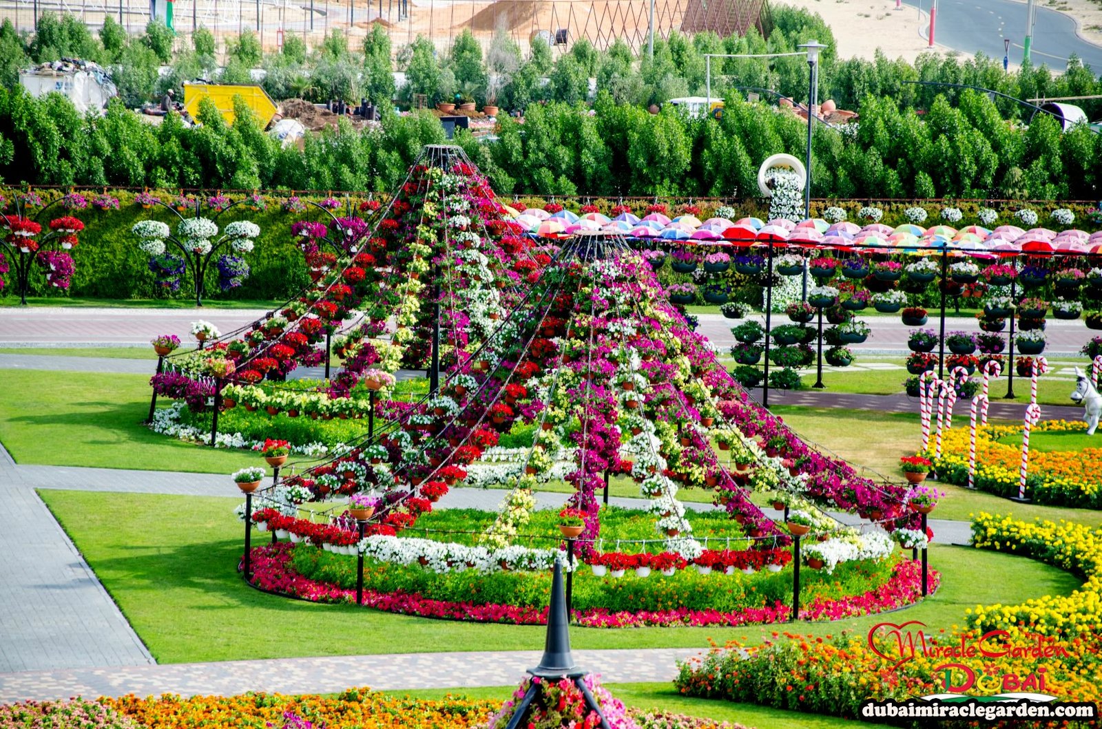 dubai miracle garden: the world's biggest natural flower garden with