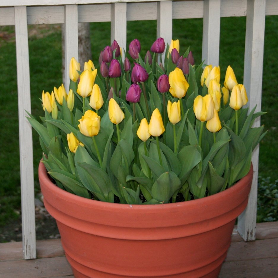 tips for planting tulips in tennessee | acer landscape services