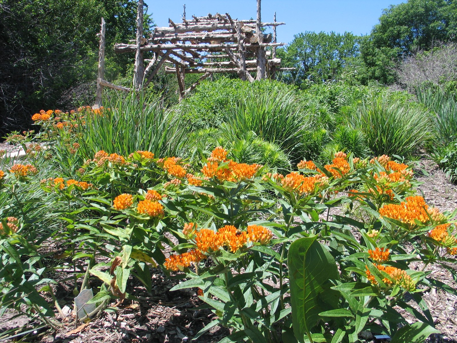 how to design a native plant garden - dyck arboretum