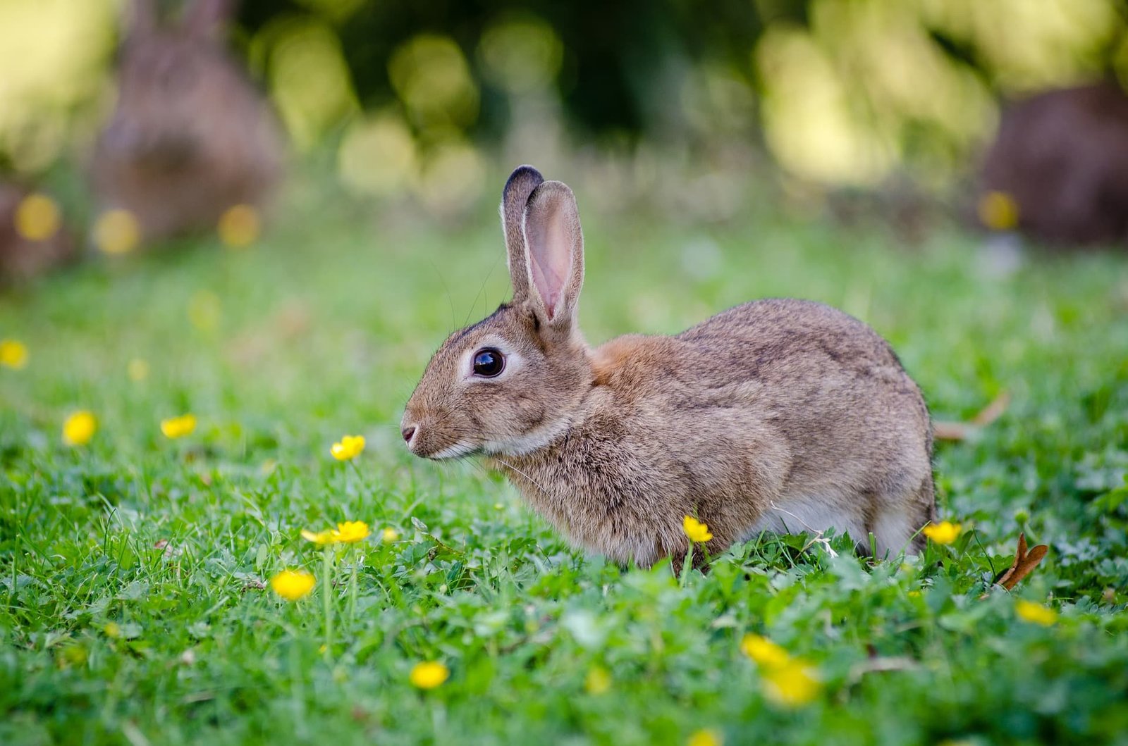 poisonous plants and your rabbit