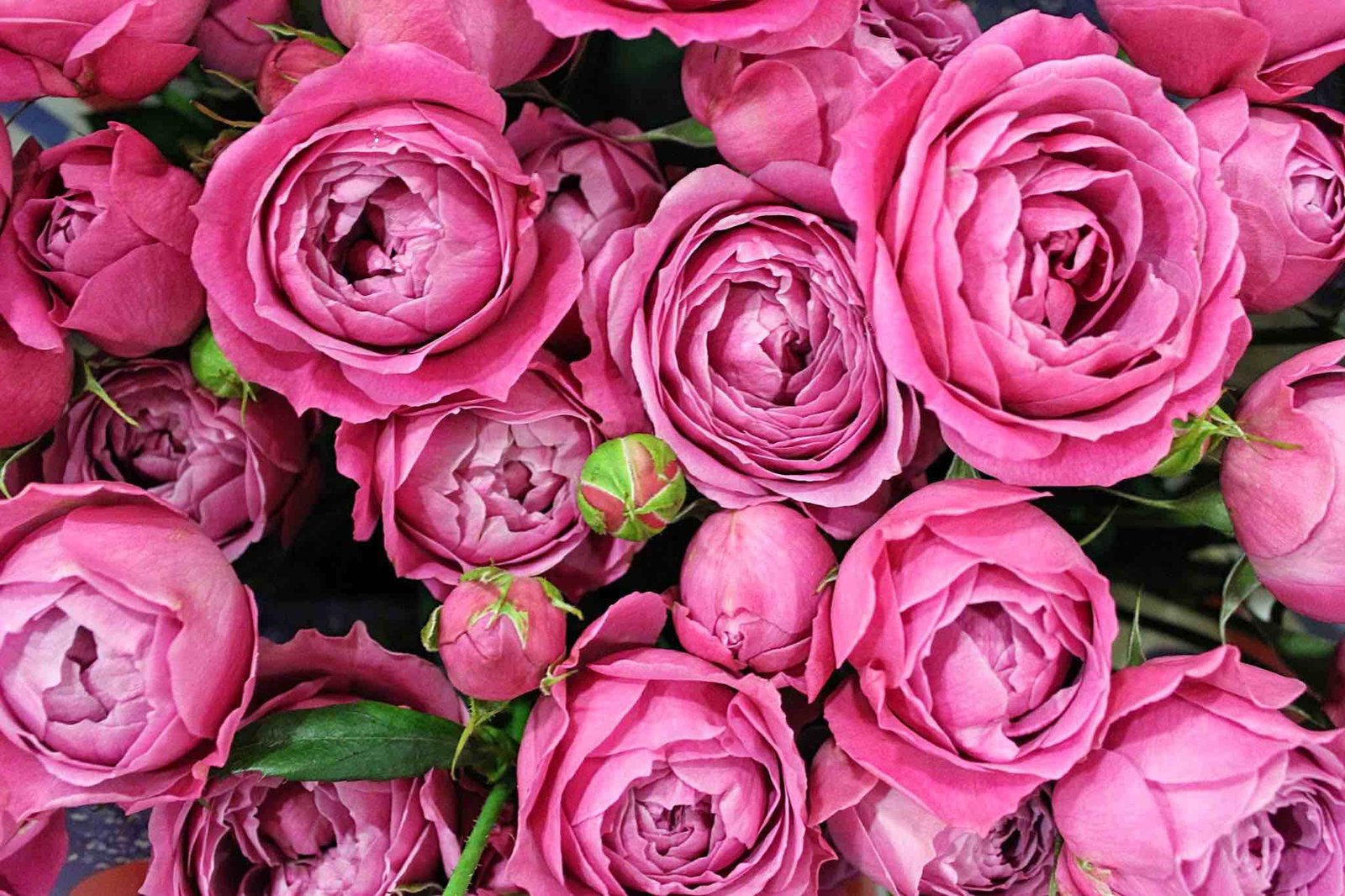 new covent garden flower market - the smell of roses the smell of roses