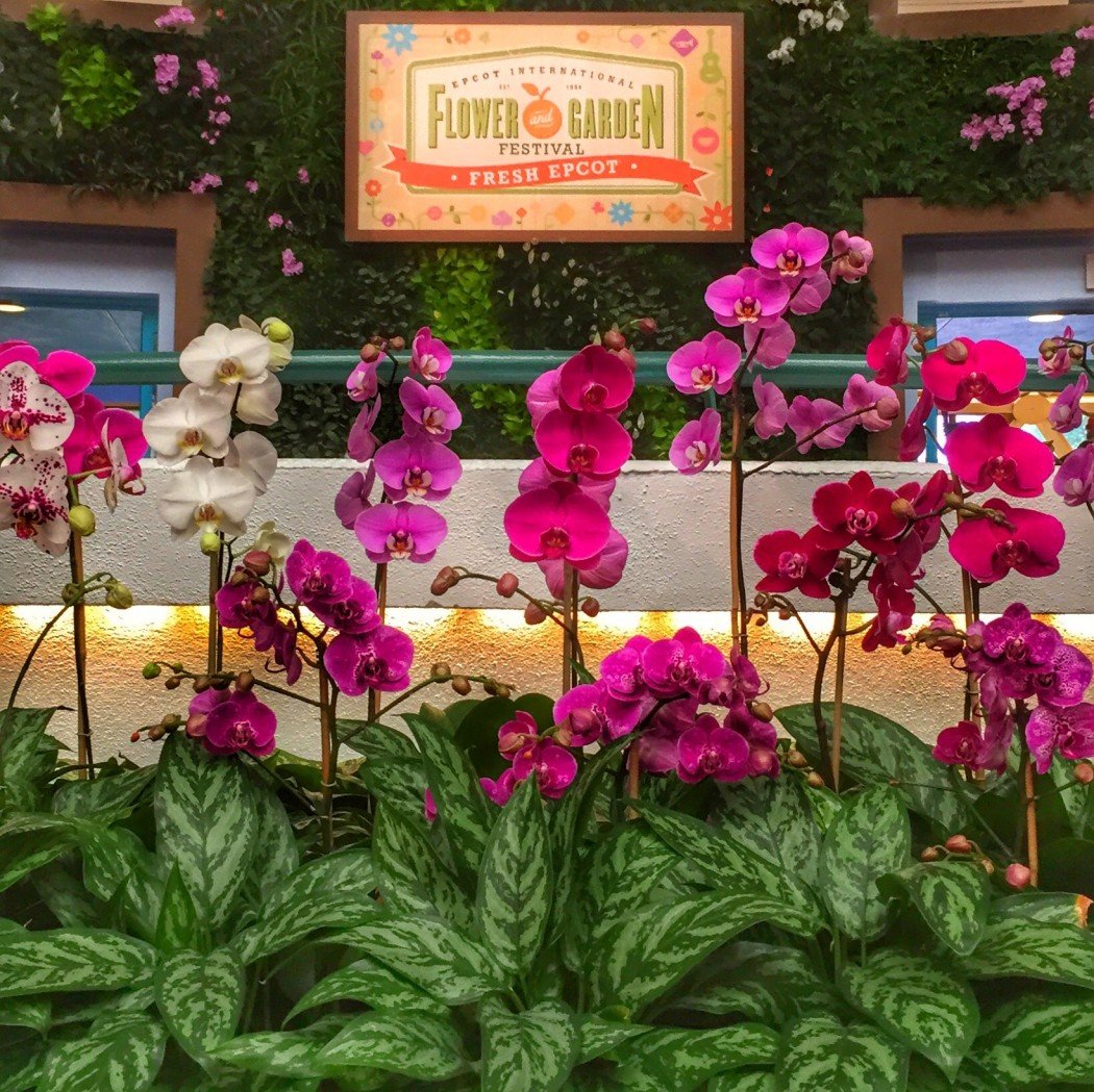 epcot international flower & garden festival outdoor kitchen menu