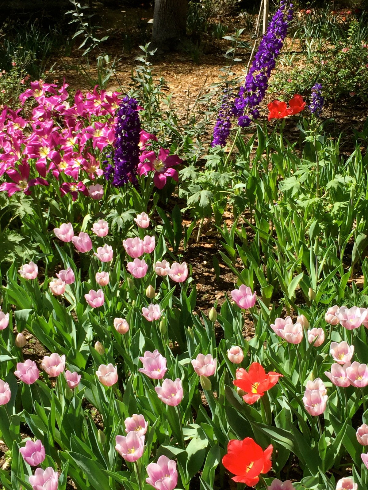 descanso gardens - la cañada flintridge -
