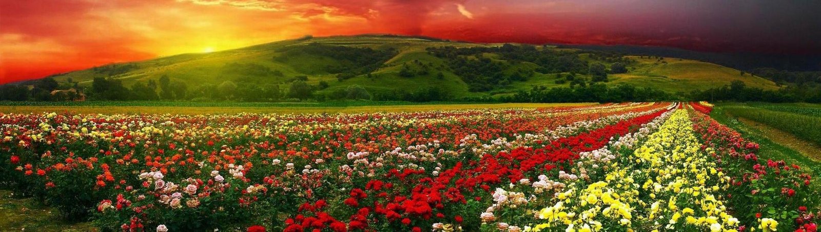 exploring the flower gardens in india - thewanderingstar
