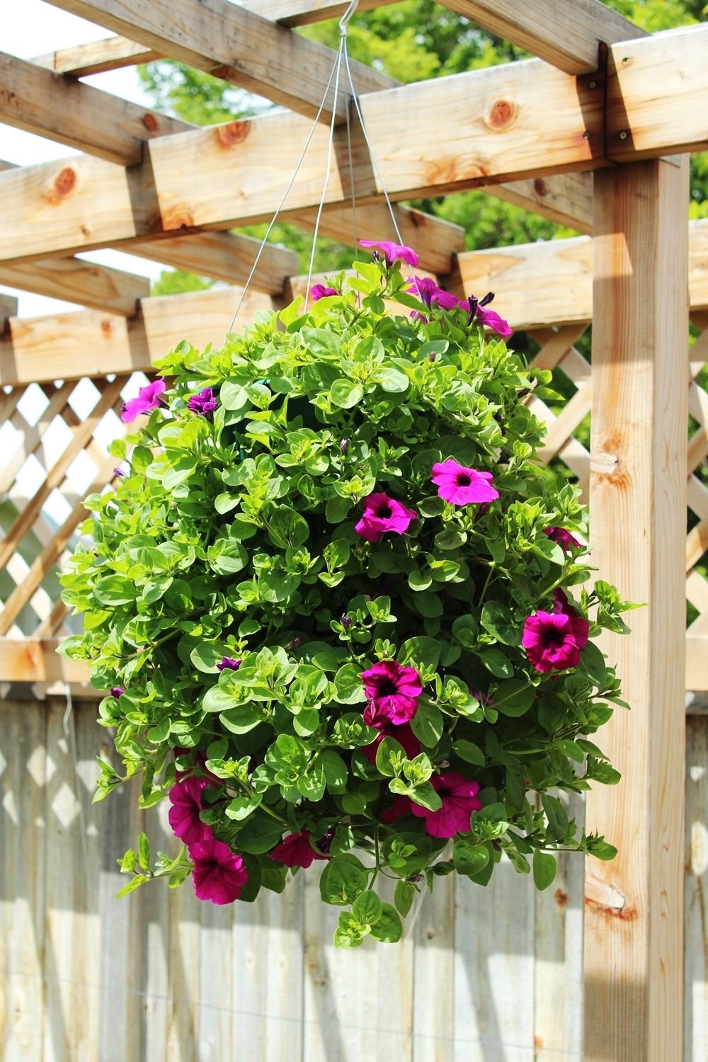 how to plant a professional-looking hanging flower basket