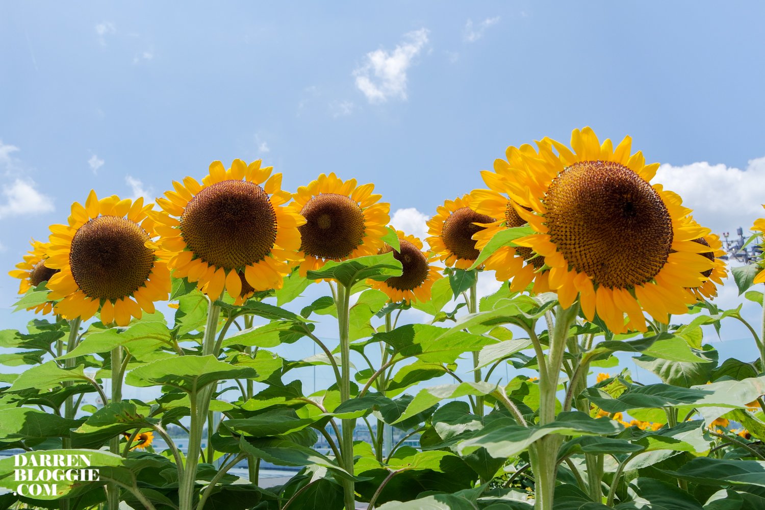 10 things you can do at changi airport before your flight | darren