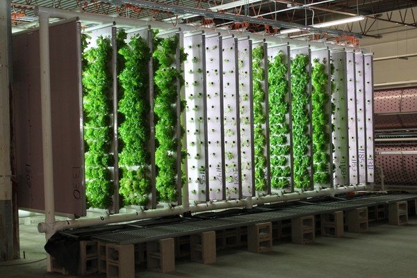 Benefits of hydroponic gardening – ideas for beginners