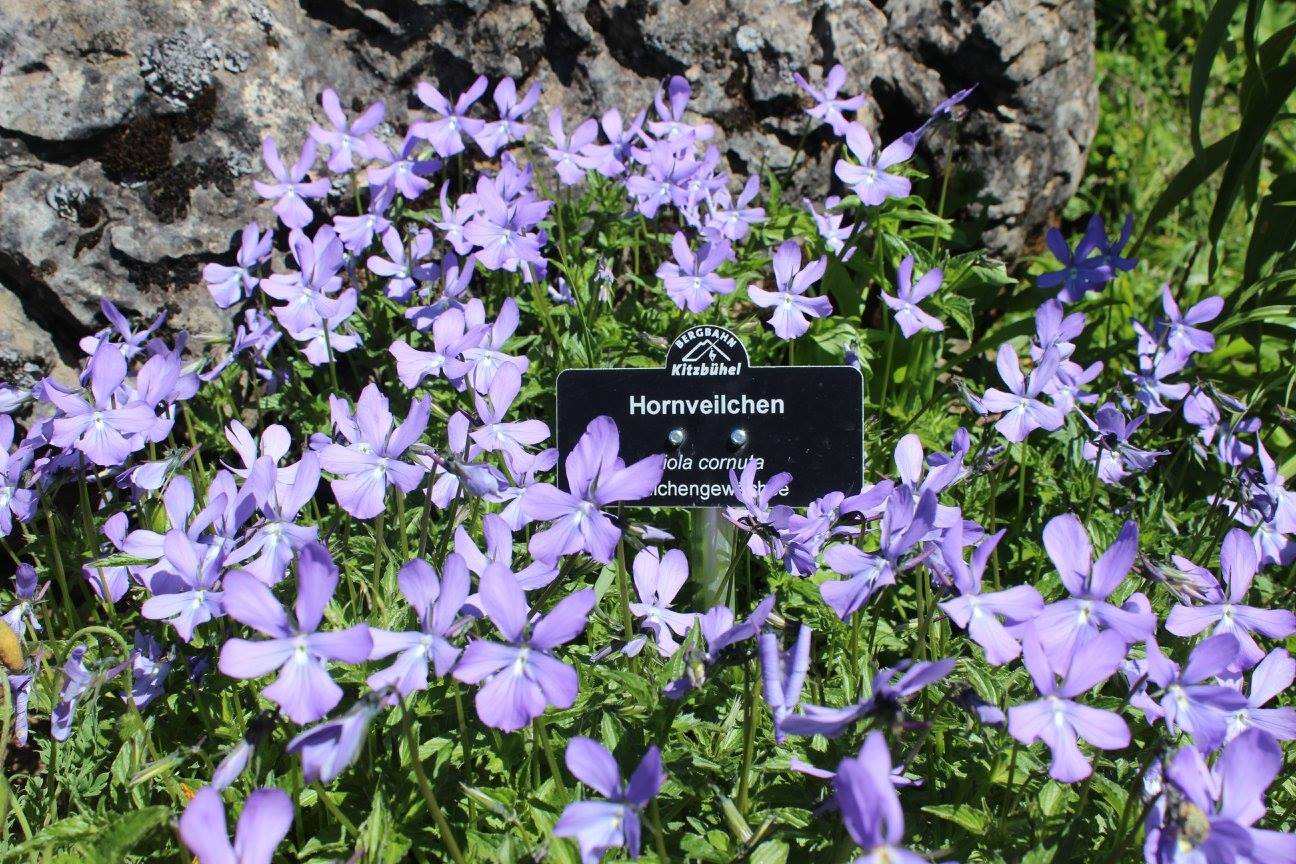 a visit to the alpine flower garden on the kitzbüheler horn