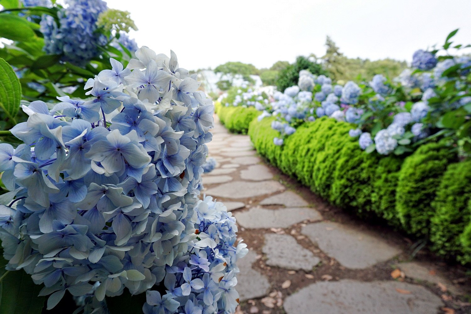 camellia hill in jeju island | koreatourinformation