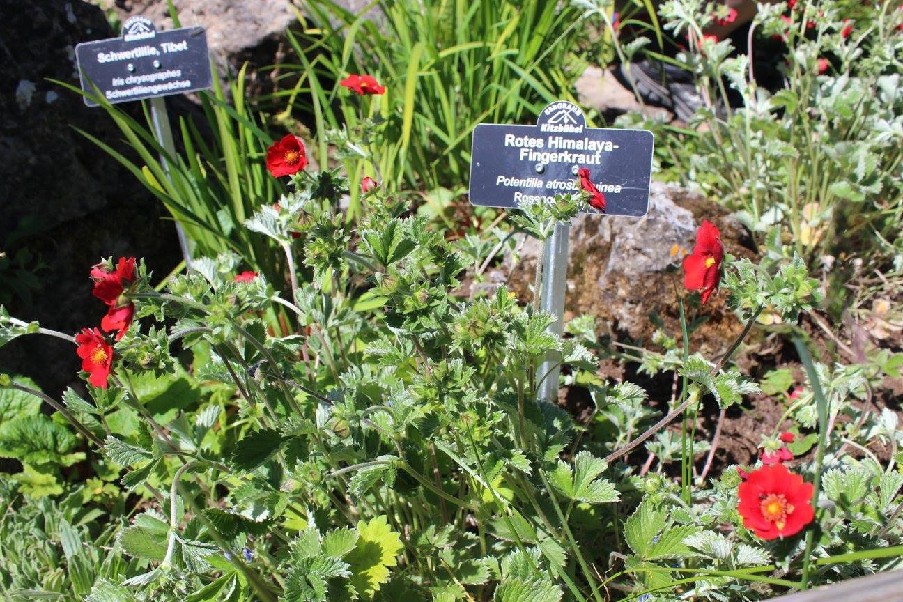a visit to the alpine flower garden on the kitzbüheler horn
