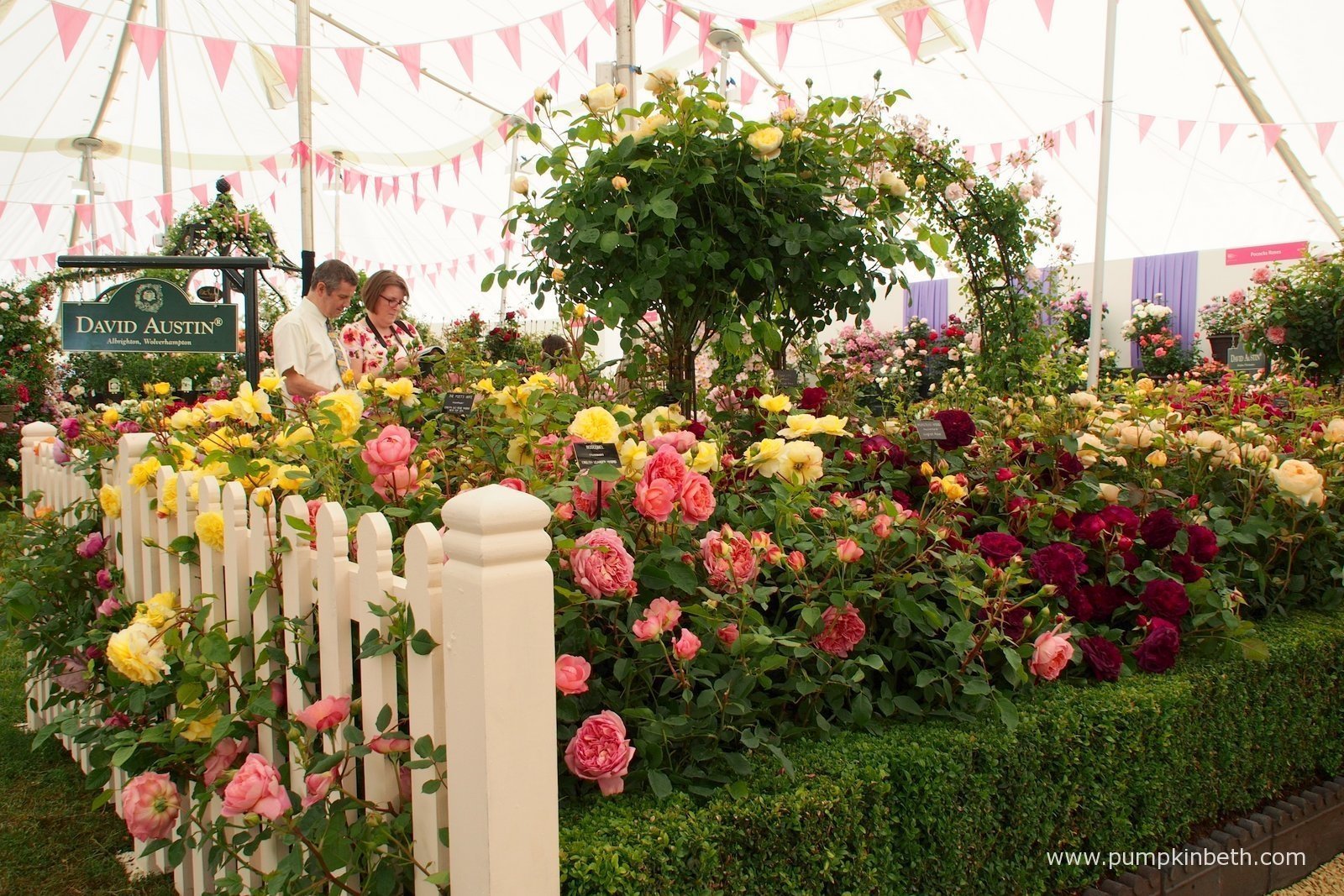 the festival of roses at the rhs hampton court palace flower show