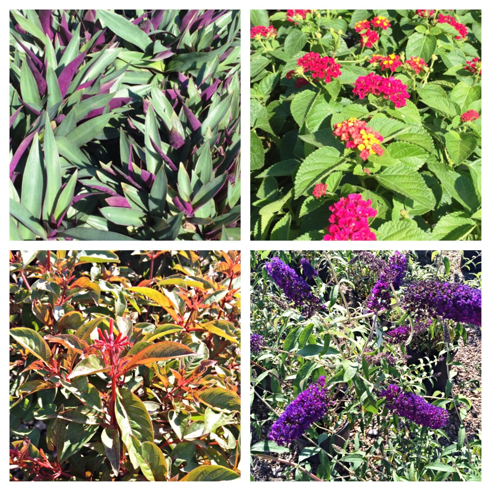 perrenials - bay area landscape nursery