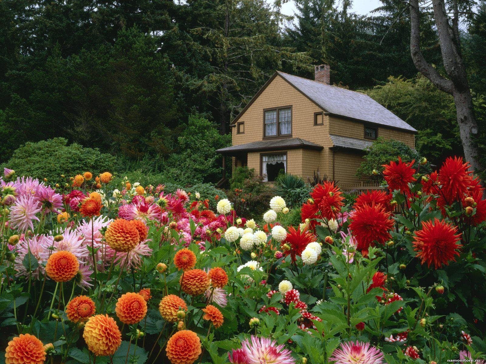 winter flowers for gardens of north india - acegardener