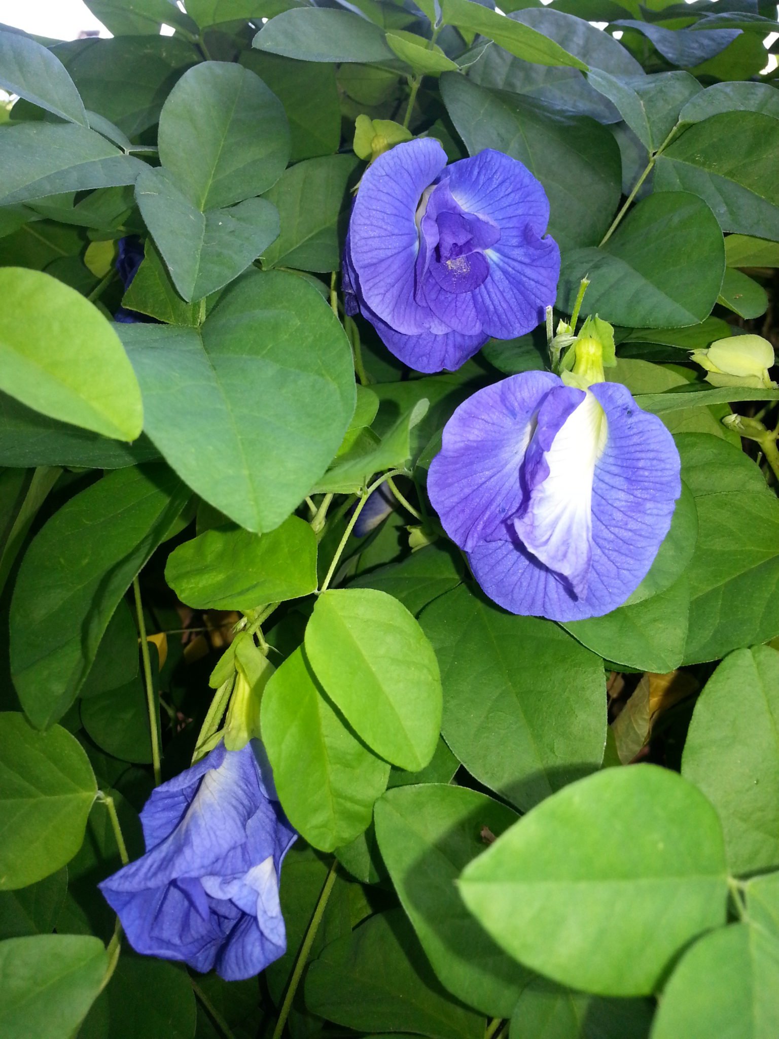 samsamping/butterfly pea – maribehlla