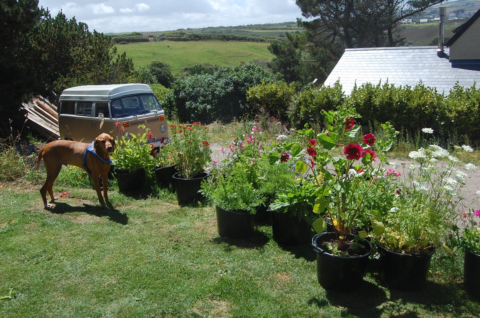 cut flower patch in containers? – higgledy garden