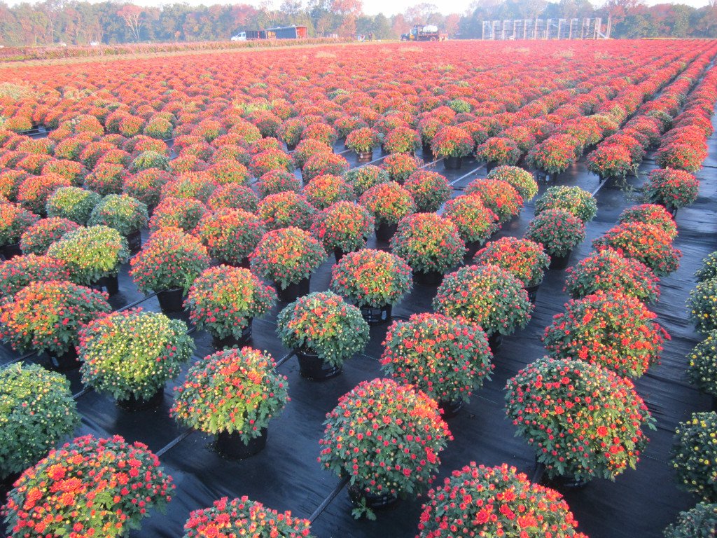 cover story — growing in the garden state…and beyond - greenhouse