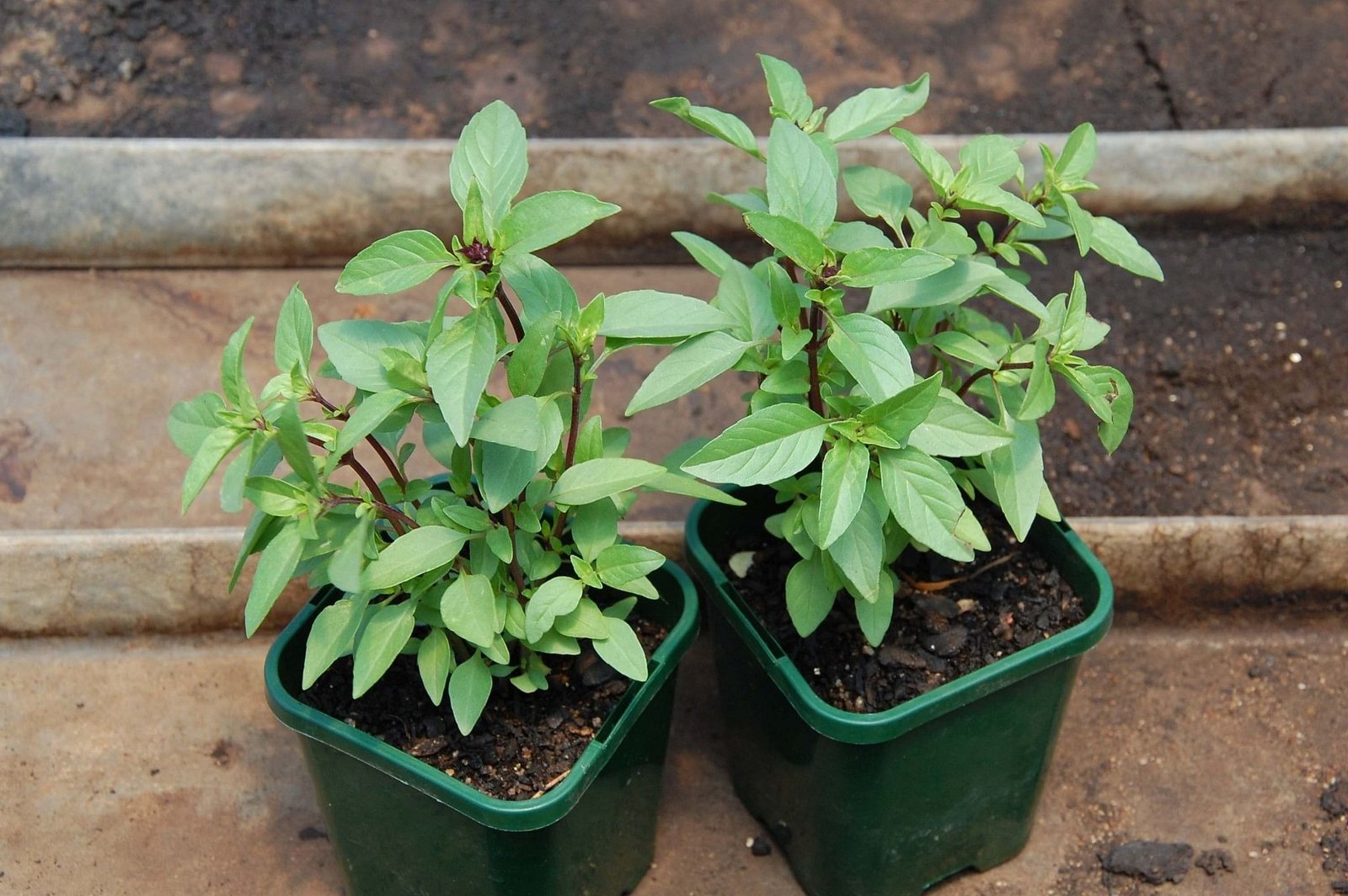 10 indoor plants that you can grow in your house right now! - the