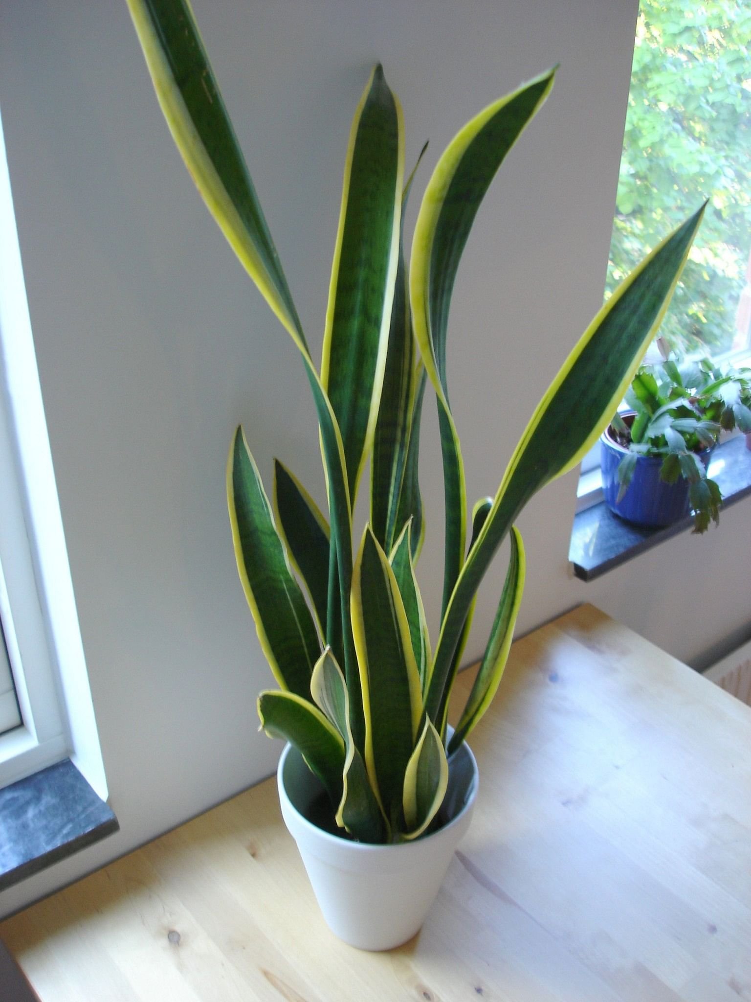 10 indoor plants that you can grow in your house right now! - the