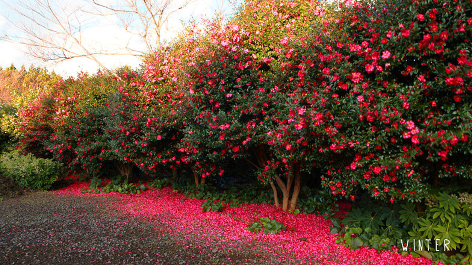jeju camellia hill - triptoday