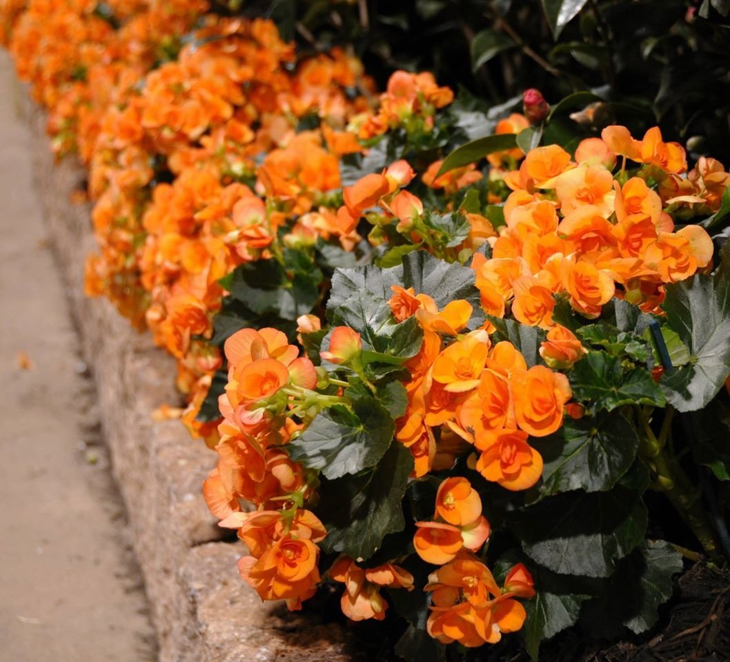 spring maryland home and garden show arrives in timonium maryland