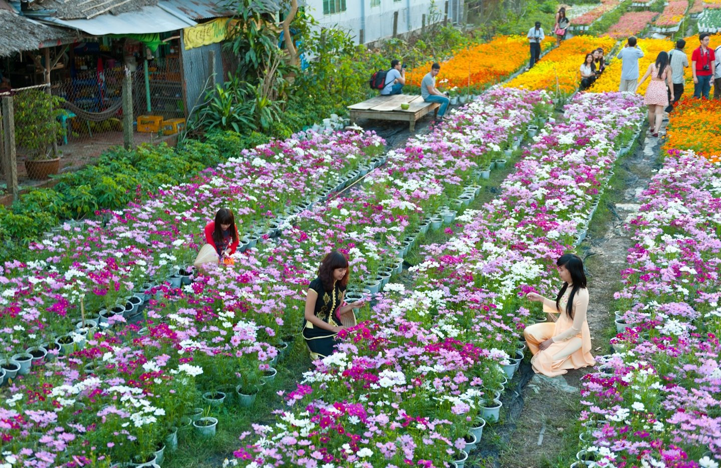 the road to 6 famous traditional flower villages in and near hanoi