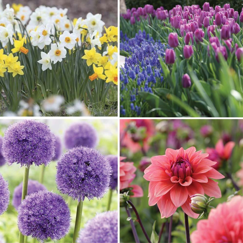 bloom time chart for spring and summer bulbs - longfield gardens