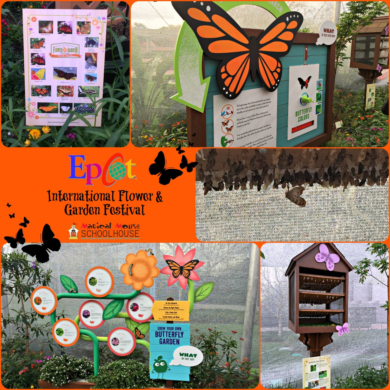 epcot flower & garden festival butterfly house