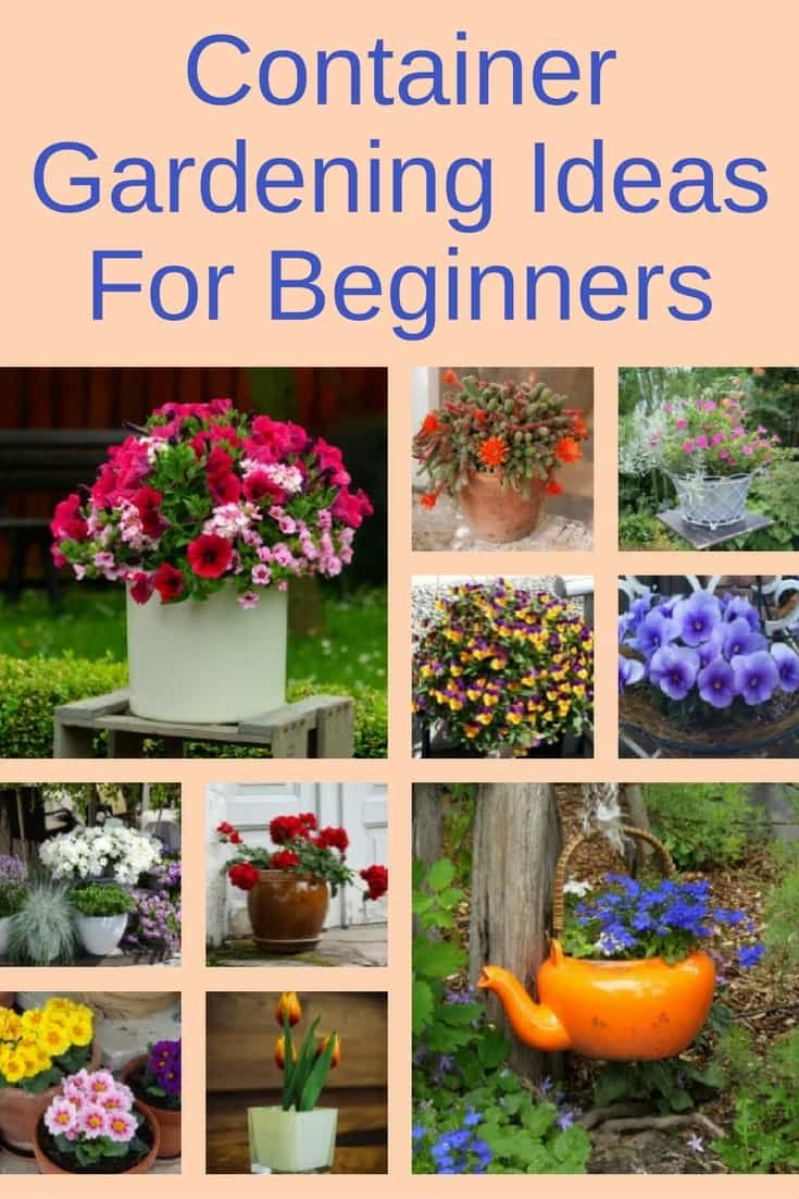 container gardening ideas for beginners