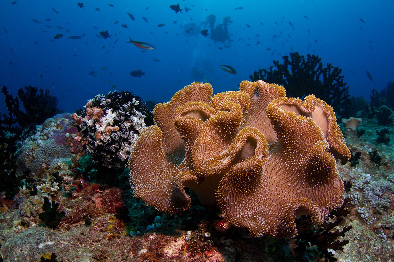 the 15 most beautiful coral reefs in the world