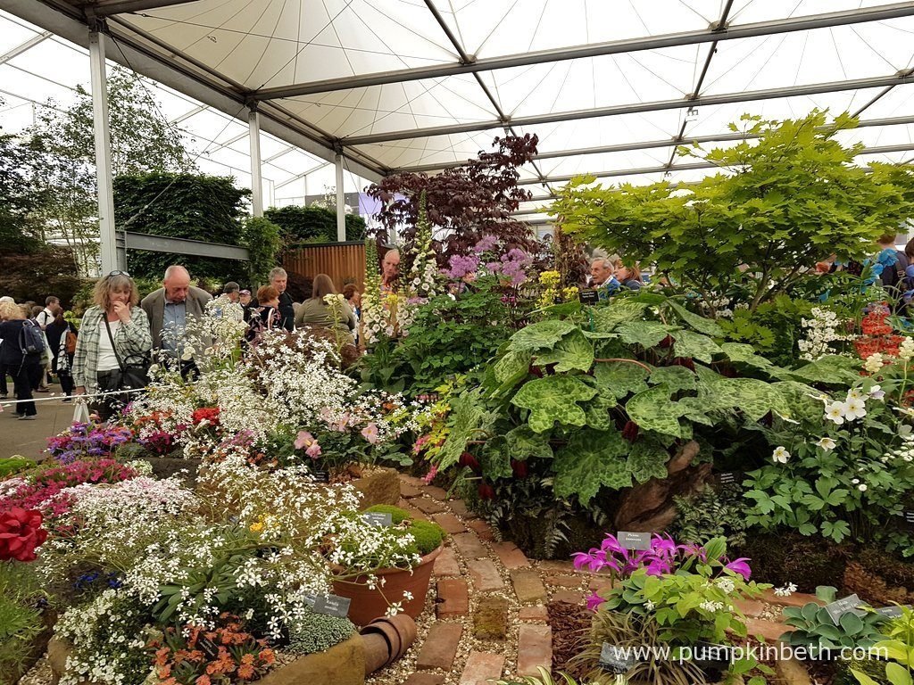 award winning nurseries at the rhs chelsea flower show 2016
