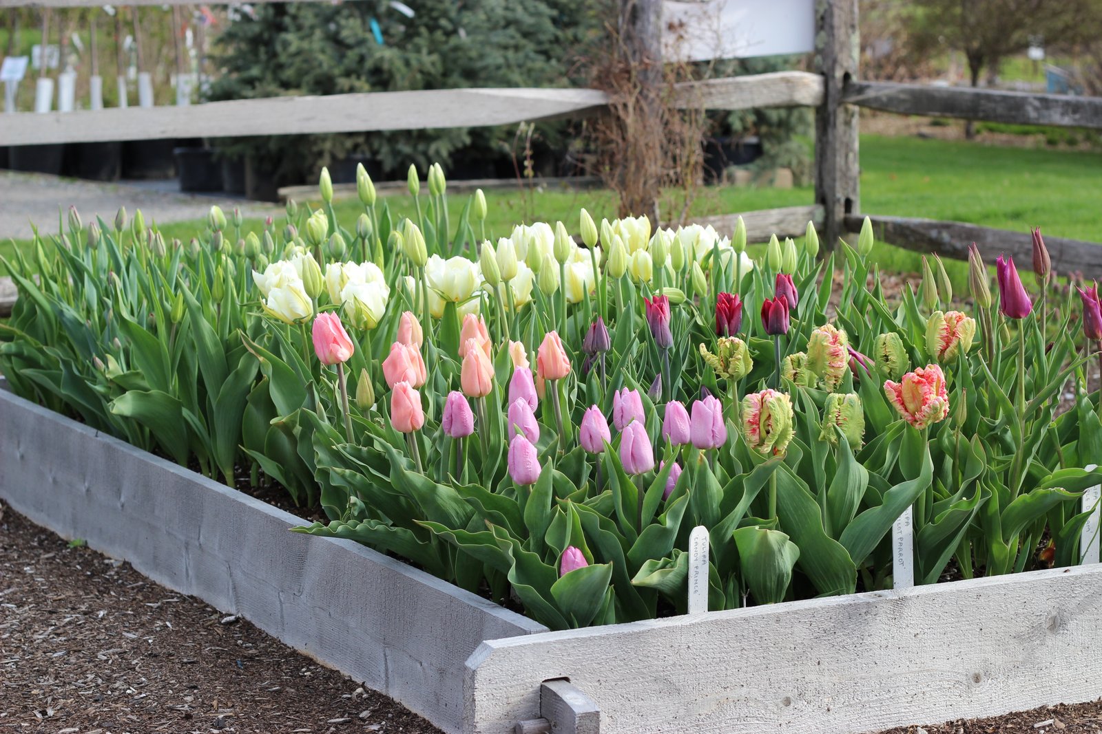 garden maintenance | white flower farm's blog