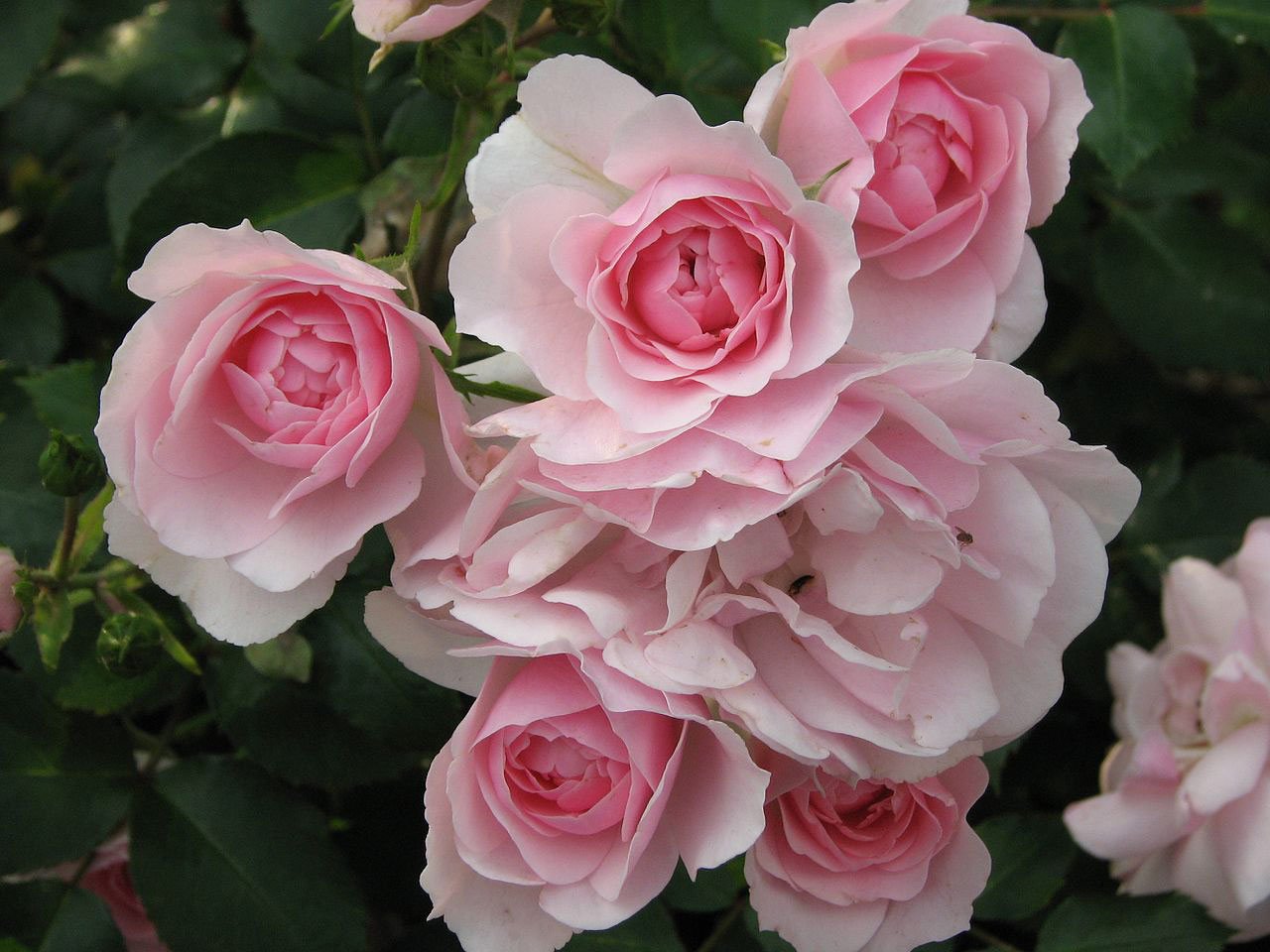 plants for small gardens: 10 great choices - the english garden